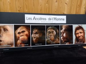 hominidés 1